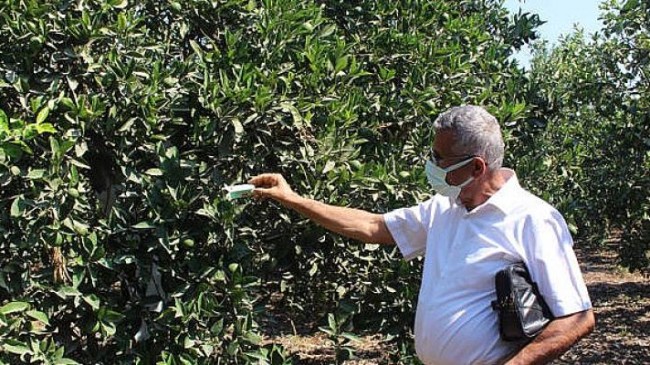 Antalya Büyükşehir Belediyesi’nden Kumlucalı üreticilere faydalı böcek