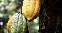 Barry Callebaut “Forever Chocolate” ilerleme raporunun sonuçlarını açıkladı
