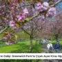 Londra’da Baharın Gelişi: Greenwich Park’ta Çiçek Açan Kiraz Ağaçları